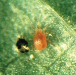 vial (60 ml) GL0031 10 000 adults on vermiculite 1 vial (150 ml) Two-spotted spider mite specialist Persimilis can move around on two-spotted spider mite webs.