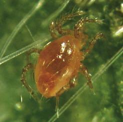heat-tolerant than Phytoseiulus persimilis, Mesoseiulus is mainly used to suppress two-spotted spider mite populations in high temperatures.