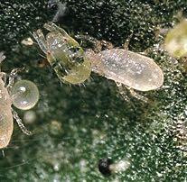 conditions Galendromus occidentalis is a predatory mite with excellent results in hot and dry environments.