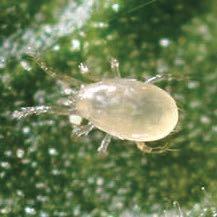 swirskii? These two predatory mite species have similar performances in the winter. However, Swirskii outperforms Neoseiulus cucumeris at temperatures higher than 25 C (pages 12 and 13).