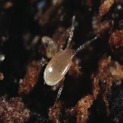 Stratiolaelaps scimitus (Hypoaspis miles) (page 15). It is also able to control thrips on the ground.
