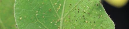 Aphidoletes aphidimyza APHIDS Aphidoletes aphidimyza is a midge that feeds on several species of aphids.