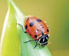 adults 1 bag A non-problematic ladybug The convergent lady beetle is native to North America. It is found in meadows, forests, fields, gardens and parks.