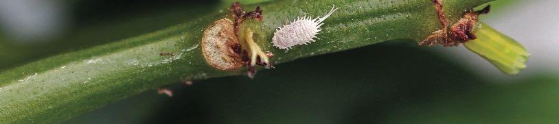 Cryptolaemus montrouzieri Cryptolaemus montrouzieri is a predatory insect. The larvae and adults feed on mealybugs.