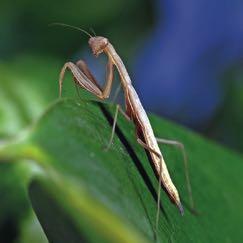 whole family Raising mantises is an enriching experience for the whole family.