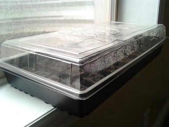 classroom by starting seeds inside and