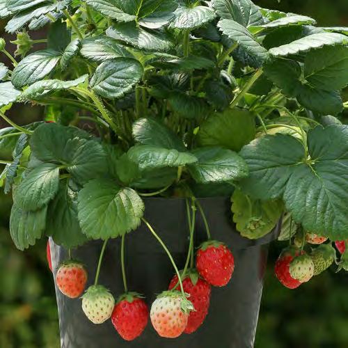Strawber Plant in the ries garden space or in a