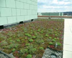 Rushern L. Baker, III County Executive Green Roof Fact Sheet What is a green roof? A green roof is a low-maintenance, vegetated roof system that stores rainwater in a lightweight, engineered soil.