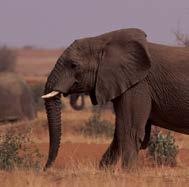 This program mobilizes all sectors of society from youth, to elders, to Mali s government to protect elephants and improve
