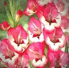 Club Challenge for ADULT members 2017 Members have been each given a gladiolus bulb of the miniature variety Clemence to grow on in a pot. The final pot should not be more than 8 (20cm) in diameter.