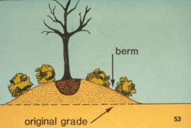 The planting hole should be two to three times the diameter of the soil ball or spread of the roots in the case of bare root plants.