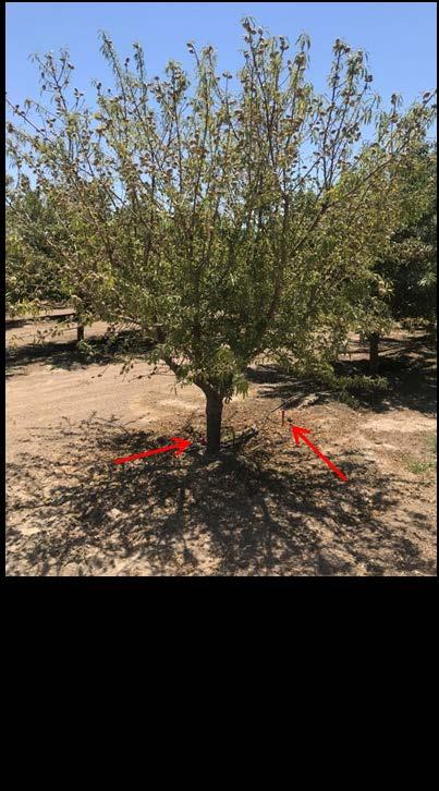 Correcting within-row chlorosis: If the orchard at large is over-irrigated, a change in the overall irrigation strategy is warranted.