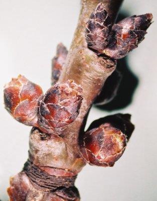 Flower buds of apricot tree: