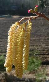 Commonly formed from the terminal bud Common hazel - Male flower: Catkin (type