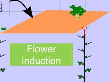 ROOTED RUNNER Misted tip without flower differentiation planting 0 inflorescence Flower induction