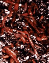 Worm composting Worm composting is a method for recycling food waste into a rich, dark, earth-smelling soil conditioner.