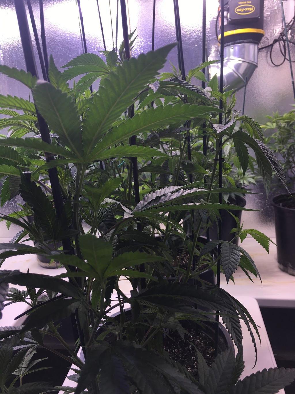 the grow cycle. Once the new specimens were transplanted, they were put under Metal Halide lighting for the vegetative process.