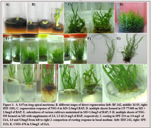 Results Direct regeneration: Direct regeneration potential of different sugarcane cultivars, from the shoot apical meristem was examined.