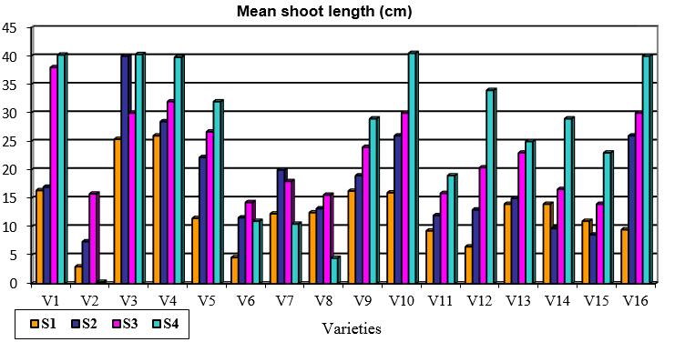 Mean shoot length on various supplementations (in 100 days old cultures)