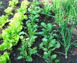 Vegetables you can plant today and eat within 8 weeks Arugula, Asian Greens, Carrots*, Chives, Collards, Kale,