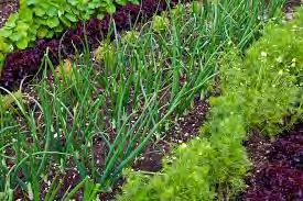 Thinking Ahead: Intercropping & Succession Planting Take advantage of spaces in the garden, both