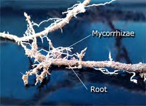 Continuous Cover (cont d) Arbuscular Mycorrhizal