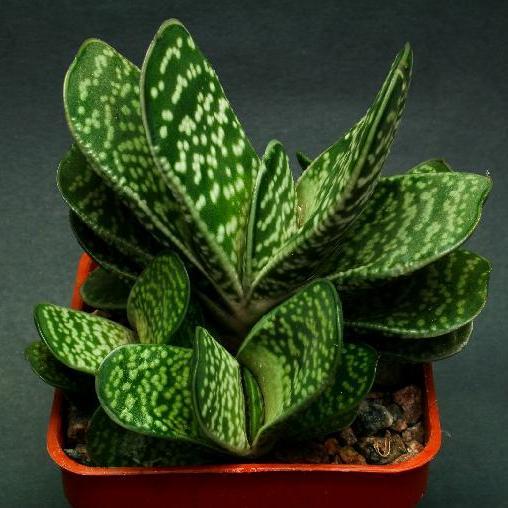 Ernst van Jaarsveld is working on a book that should be published soon. Haworthia plants tend to be smallish rosettes up to about 12 in diameter for the largest.
