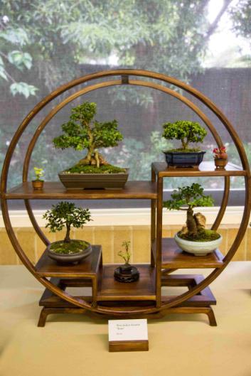 In addition to the display trees, our supplementary activities at the Show included continuous bonsai demonstrations, a Kids Workshop (which attracted about 12 participating