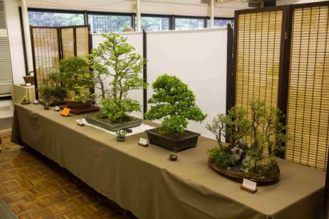 The Show was supported by trade tables from the club and club members, as well as many businesses in the bonsai trade. This year s Show attracted a record number of visitors.