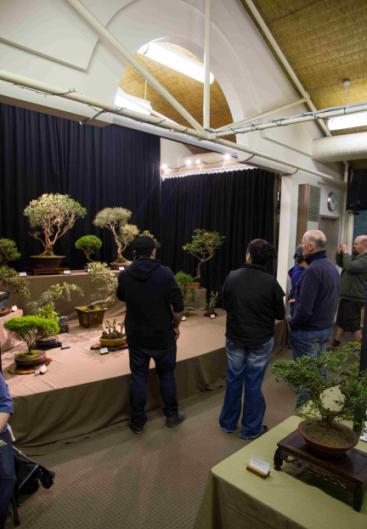 Special thanks must be offered to our visitors from other bonsai clubs, especially to those travelling from Geelong and also the 18 bonsai enthusiasts from Bendigo who joined