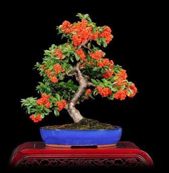 P a ge 5 Tree Profile: Firethorn - Pyracantha General information: Firethorn is a large, evergreen shrub with glossy dark green oval leaves and small white flowers in summer, but it s cherished for