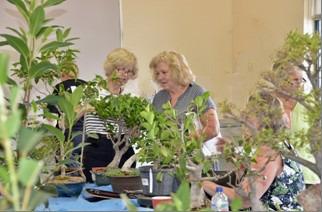Bonsai Today Master Series on Black Pines ( a wonderful help with understanding the intricacies of Black Pines) Bonsai