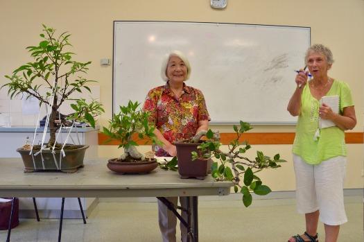 January 2018 meeting Talk by Megumi Subject : 4 unusual figs Figs are some of the oldest trees in the world, up to 54 million years.