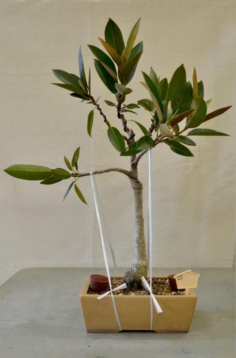 Megumi showed us a Ficus scobina. (Sandpaper fig- Fig1) The sandpaper fig likes to be trimmed, is good material for bonsai so tip pruning is essential. It has a slender trunk and no aerial roots.