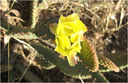 The Cactus Patch Opuntia basilaris var.