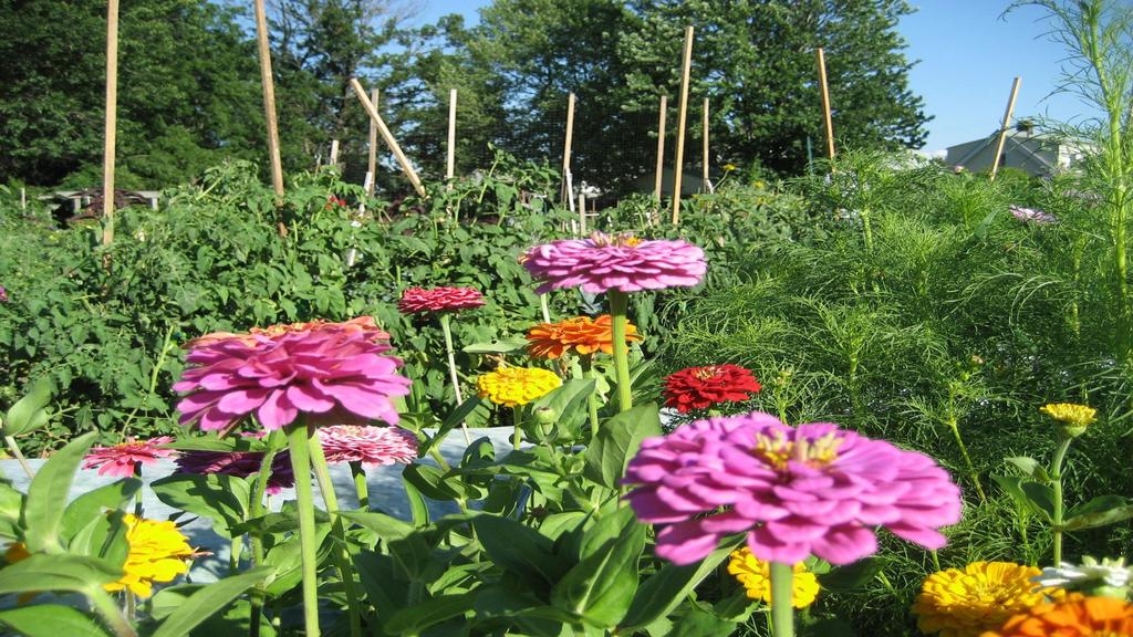 Research shows that successful long-term community gardens overcome obstacles by basing the growth of their gardens on four seeds: 1. Secured land tenure 2. Sustained interest 3.