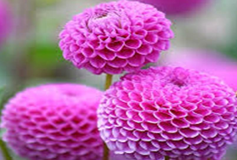 Flower Crops Flower cultivation is practiced in India since ages and it is an important/integral part of