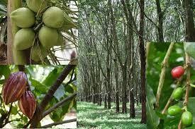 Plantation crops This is one of the important sector contributing about 7500 crores to export earning.