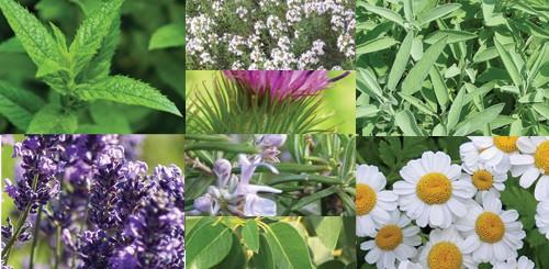 Medicinal and Aromatic plants India has diverse collection of medicinal and aromatic plants distributed throughout the country. It has more than 9500 species with medicinal properties.