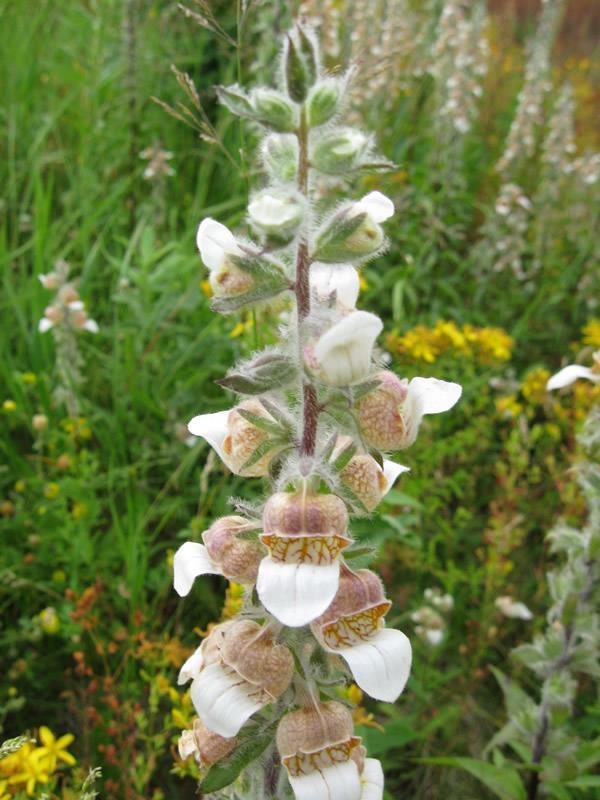 Grecian Foxglove Prevention and management Do not plant Grecian foxglove or move soil containing seed of this species. Avoid direct contact with this plant to prevent toxin absorption through skin.