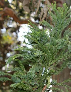 Cryptomeria japonica is also salt tolerant so it is able to grow close to the beaches and roadways that are salted during the winter.
