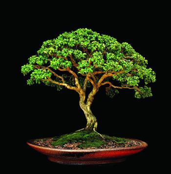 There are several types of boxwoods, all of which are understory shade tolerant trees.