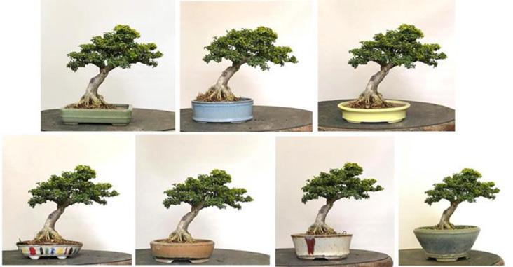 Kingsville Boxwood Bonsai - continued keeping up with managing all the back budding. Regular pruning helps to increase ramification and reduce leaf size as well.