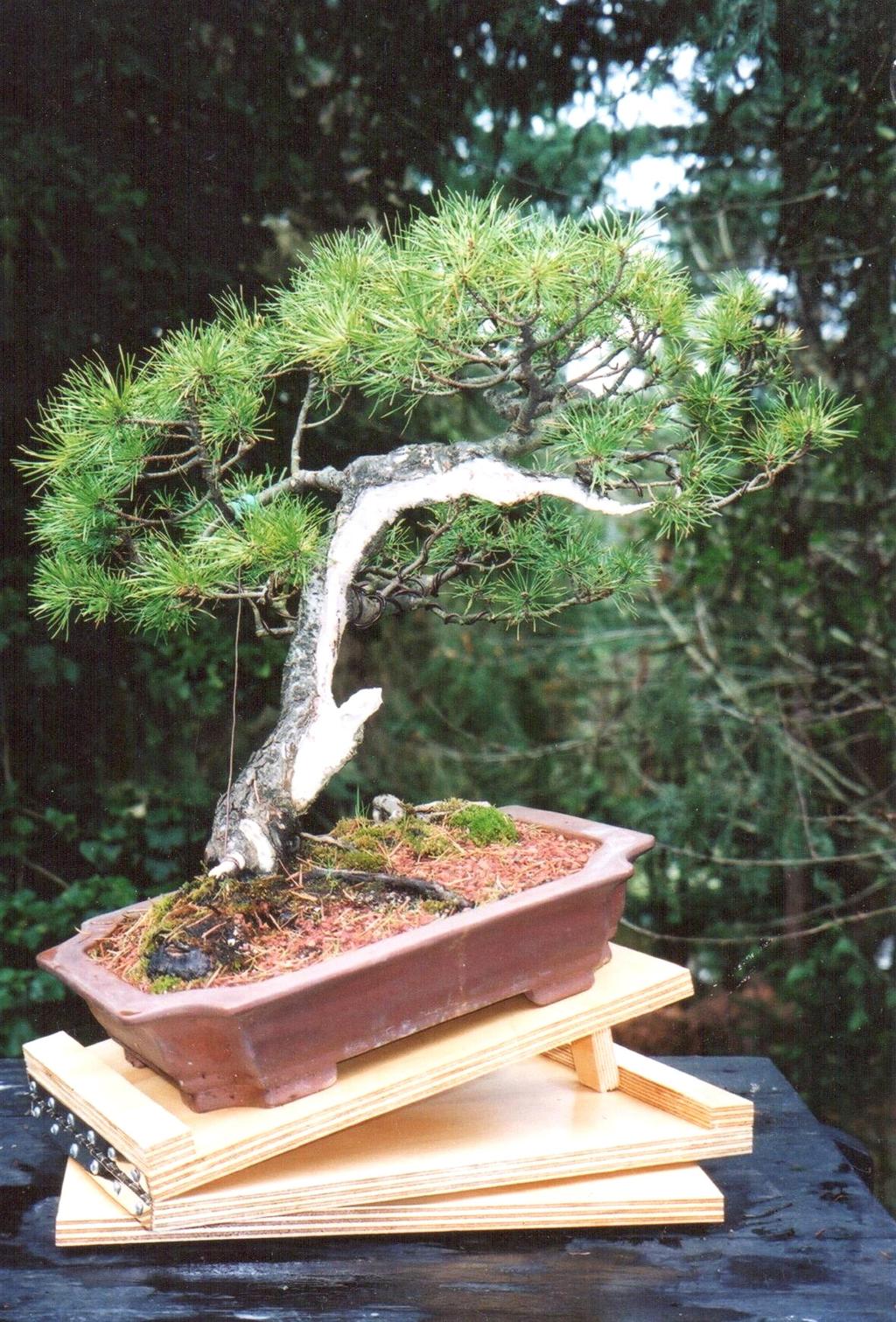 A Tilting Bonsai Turntable The design for this convenient turntable was adapted from one seen at a California Convention several years ago.