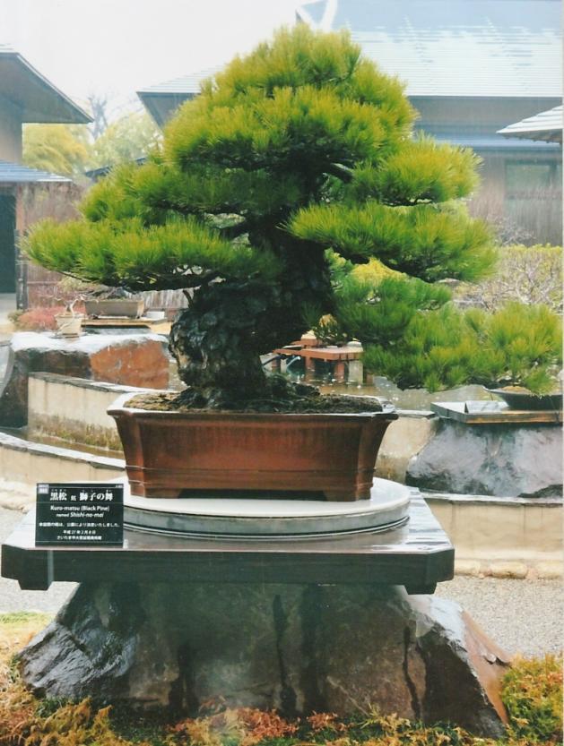 The beautiful Black Pine is on display for the first time at the Omiya Bonsai Museum, Omina, Japan.
