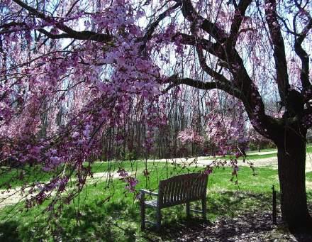 The park-like grounds are picture perfect in springtime.