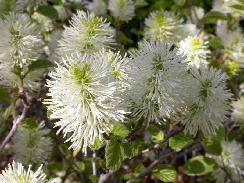 Dwarf Fothergilla, Fothergilla gardenii Pho Photo byby White Oak Botanical Nursery Garden Photo Missouri Provides wide range of color to any landscape as it blooms and foliage change color through
