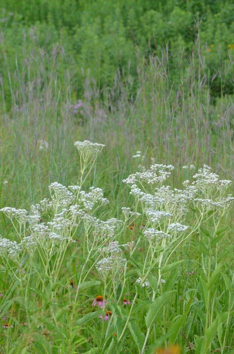 Wild Quinine/ Eastern Feverfew Parthenium integrifolium Herbaceous Perennial 4-8 Full sun to Light Shade Medium moisture, prefer well-drained soils.