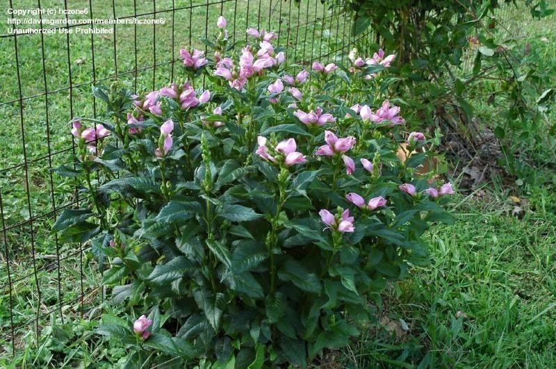 Pink Turtlehead, Chelone lyonii Photo by NetPS Plant Finder Consider pinching back the stem ends in spring to reduce mature plant height. In optimum environments staking is usually not required.