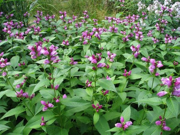 5 July September, Pink 2-3 ft tall stem topped with pink turtlehead shaped flowers in late summer early fall. Foliage is dark green, glossy and pest free. 2-4 feet 1.5 2.5 feet Medium Deer tolerant.